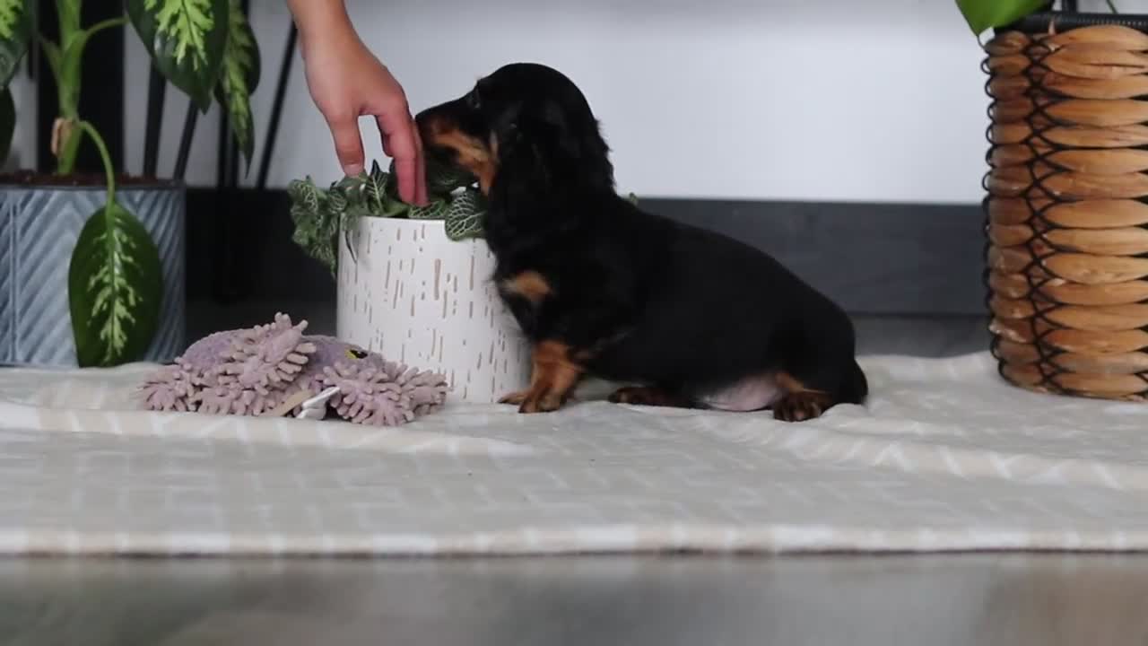 Miniature Dachshund dogs for sale: Buddy - Video 1