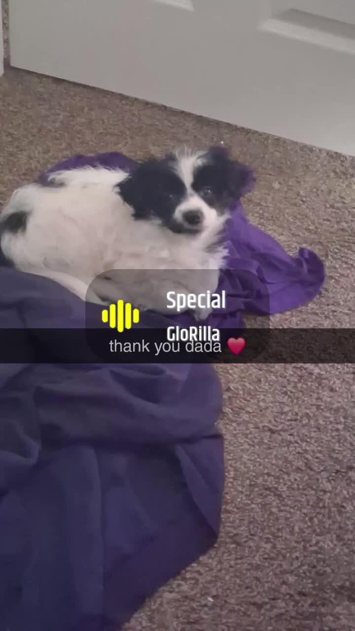 Mixed Breed dogs for sale: Mixed Breed Puppy  - Video 2