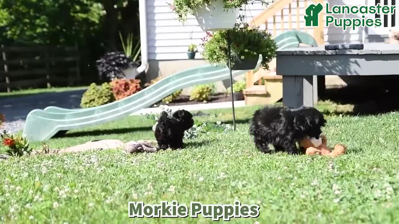 Morkie dogs for sale: Frisky - Video 1