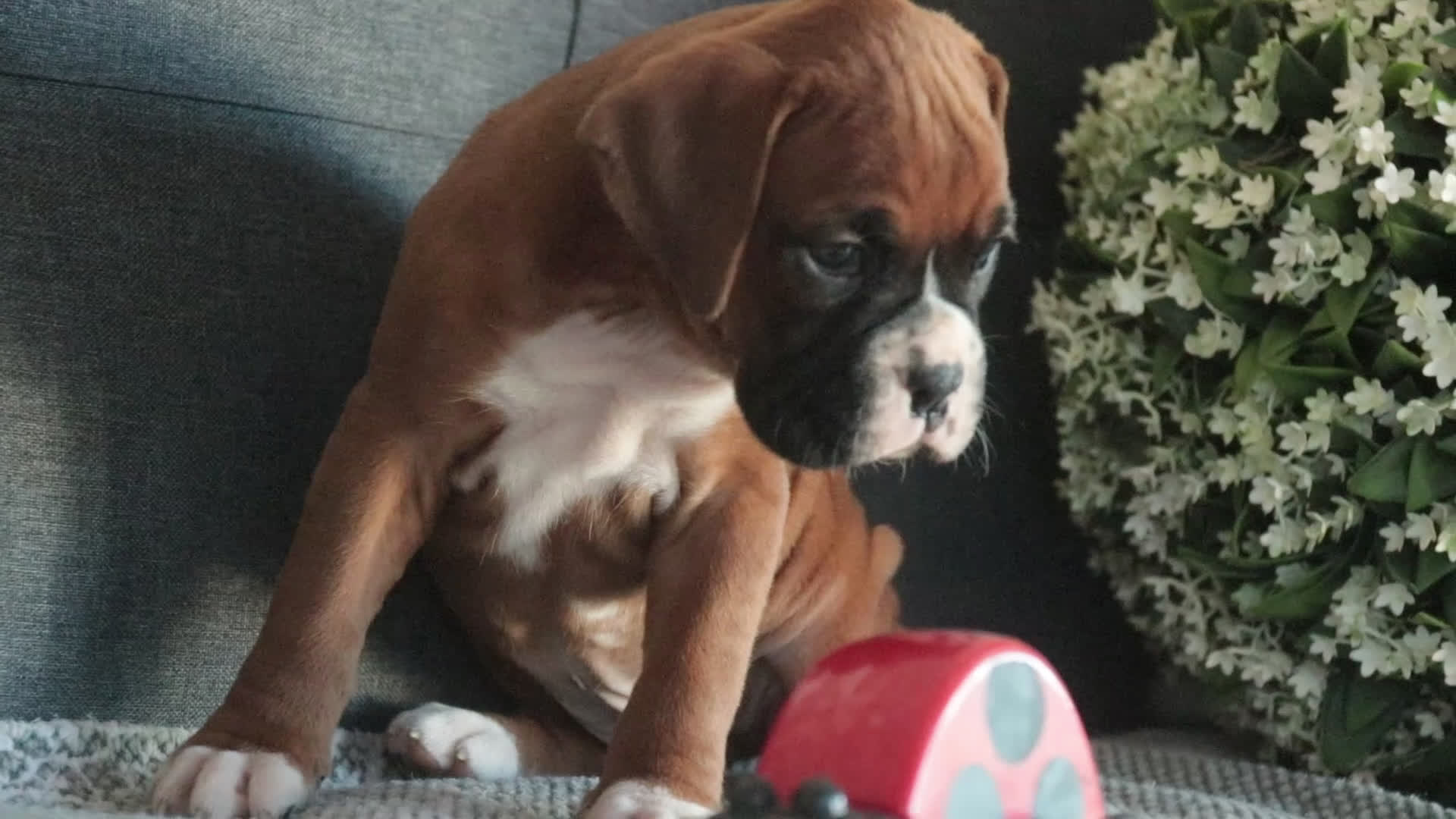 Boxer dogs for sale: Carrie - Video 1
