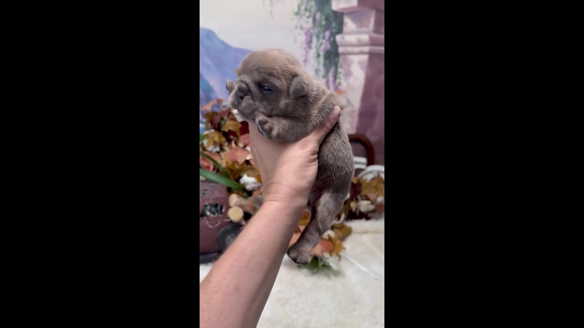 English Bulldog dogs for sale: Blue Fawn n tan (Merle) gen health tested CLEAR - Video 1