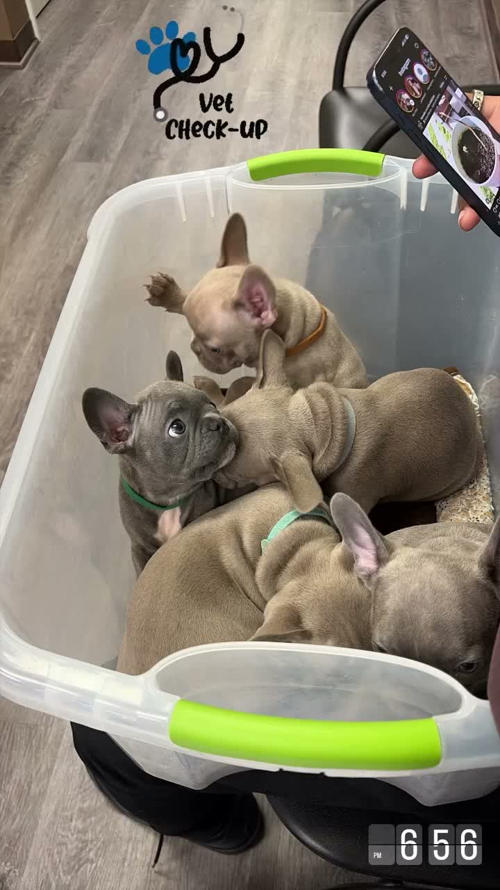 French Bulldog dogs for sale: French Bulldog Blue Sable Male Puppy - Video 3