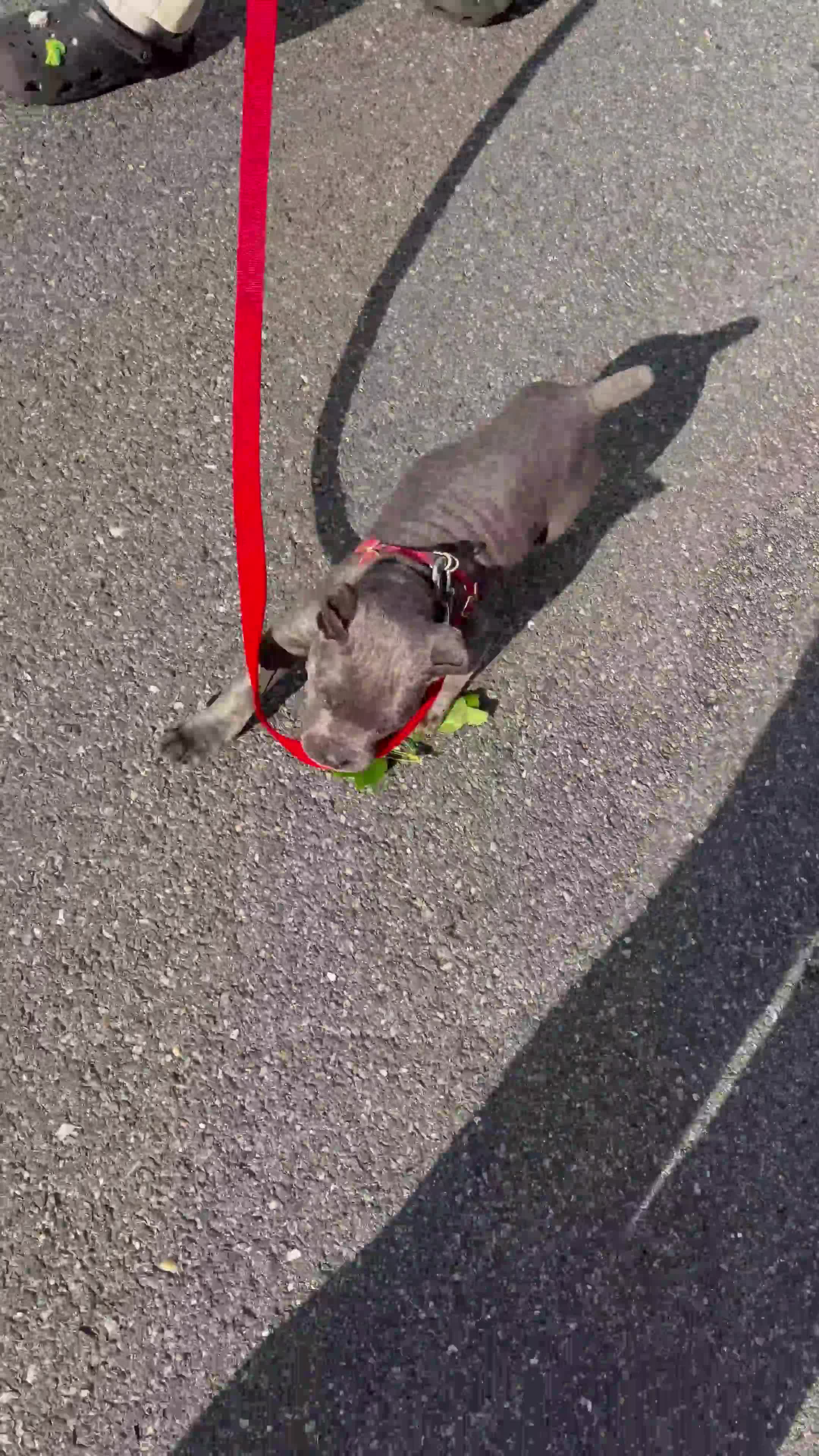 Cane Corso dogs for sale: Cane Corso Puppy 1 - Video 1