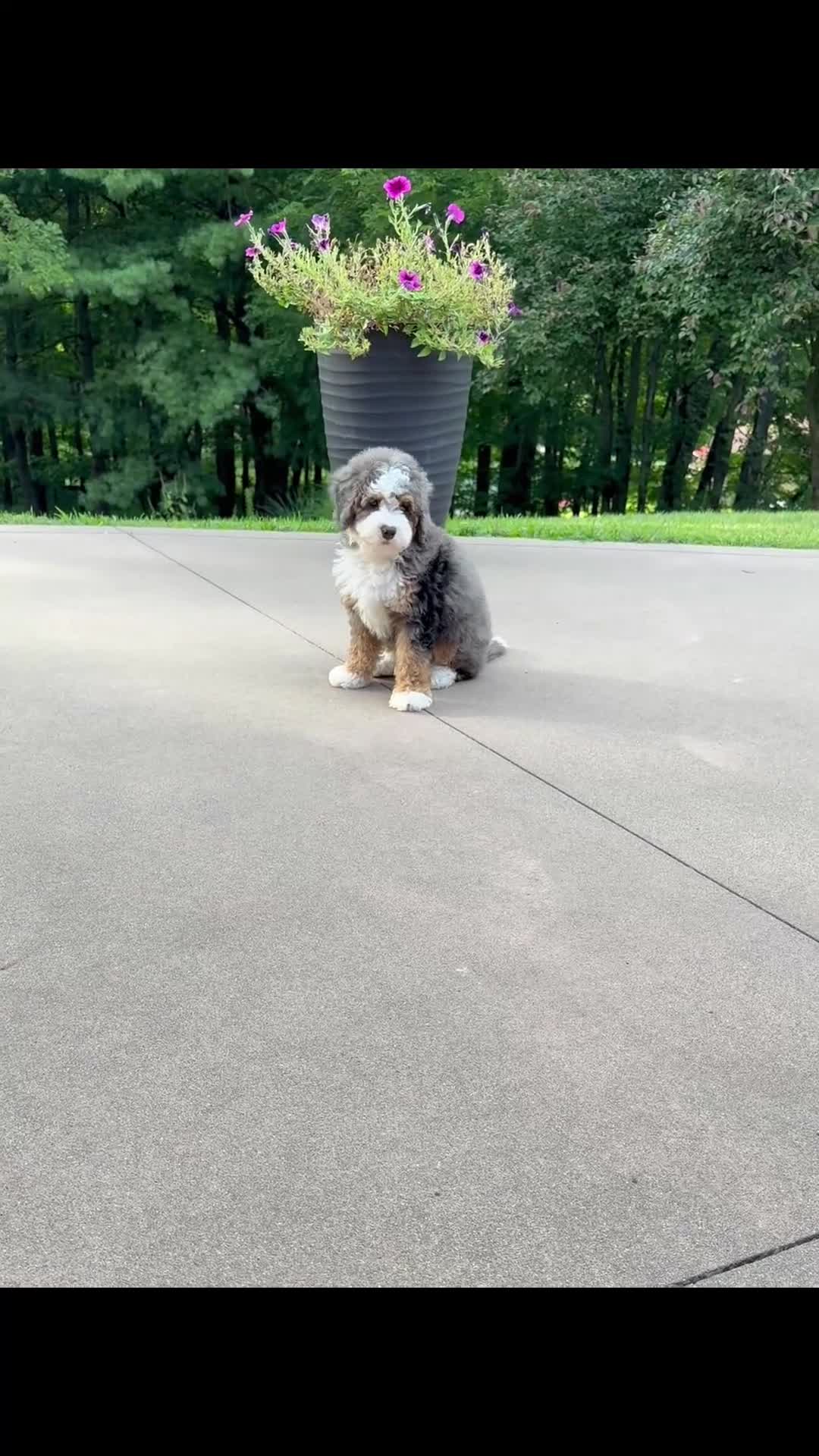 Mini Bernedoodle dogs for sale: Charlie  (F1B) ❤️ - Video 1