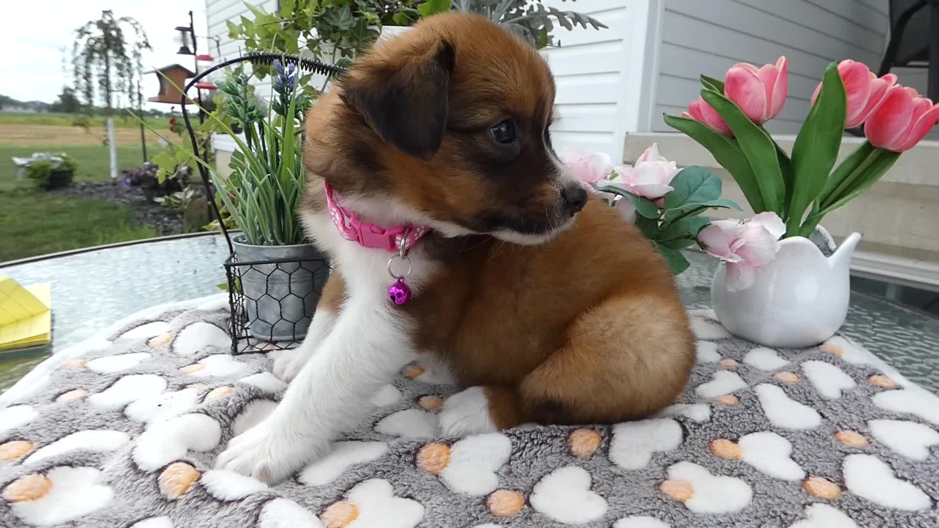 Mixed Breed dogs for sale: Mixed Breed 3 Dana - Video 1