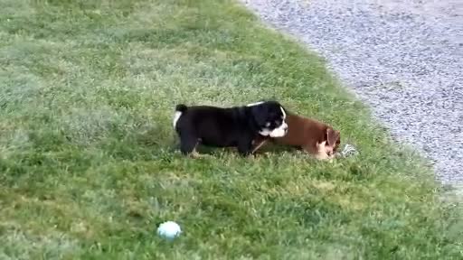 Beabull dogs for sale: Bo - Video 4