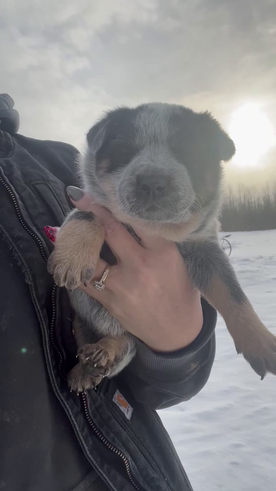 Australian Cattle Dog dogs for sale: Molly - Video 1