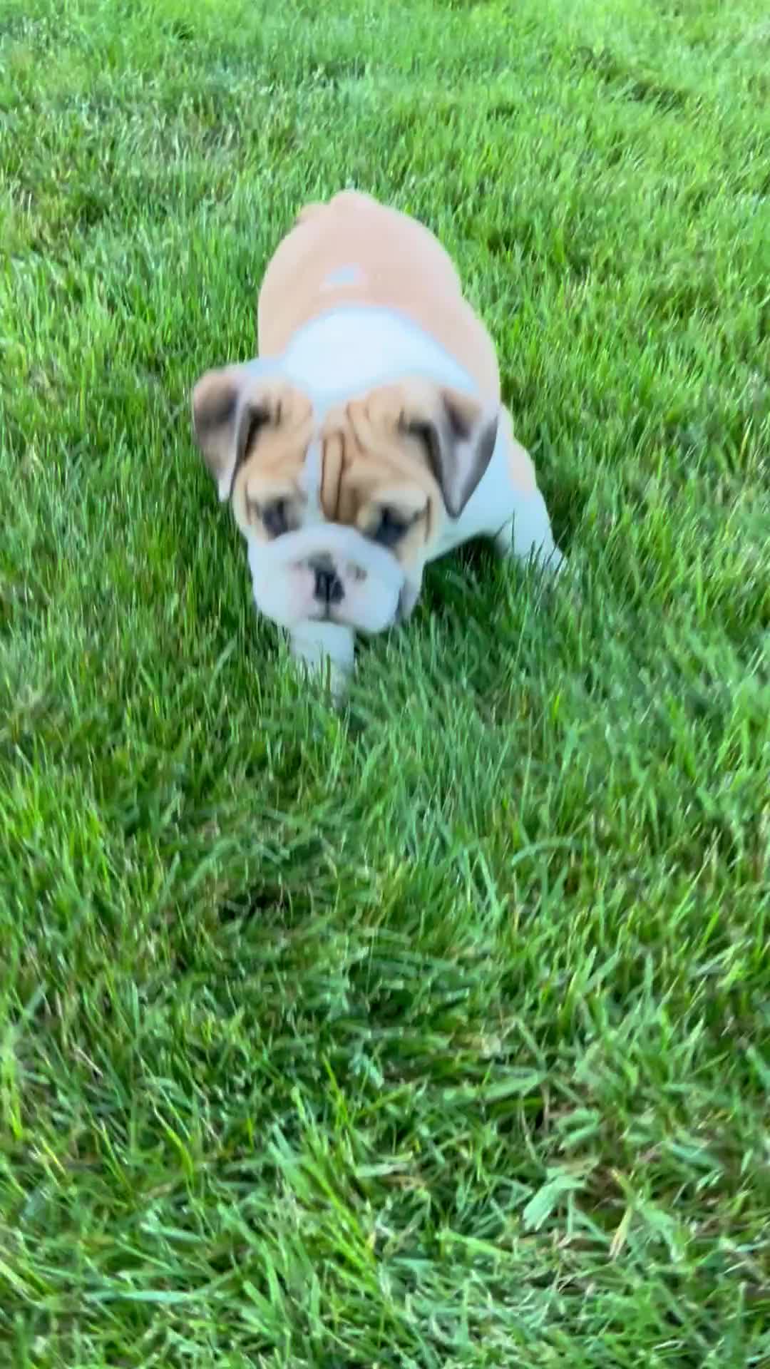 English Bulldog dogs for sale: Vanessa - Video 1