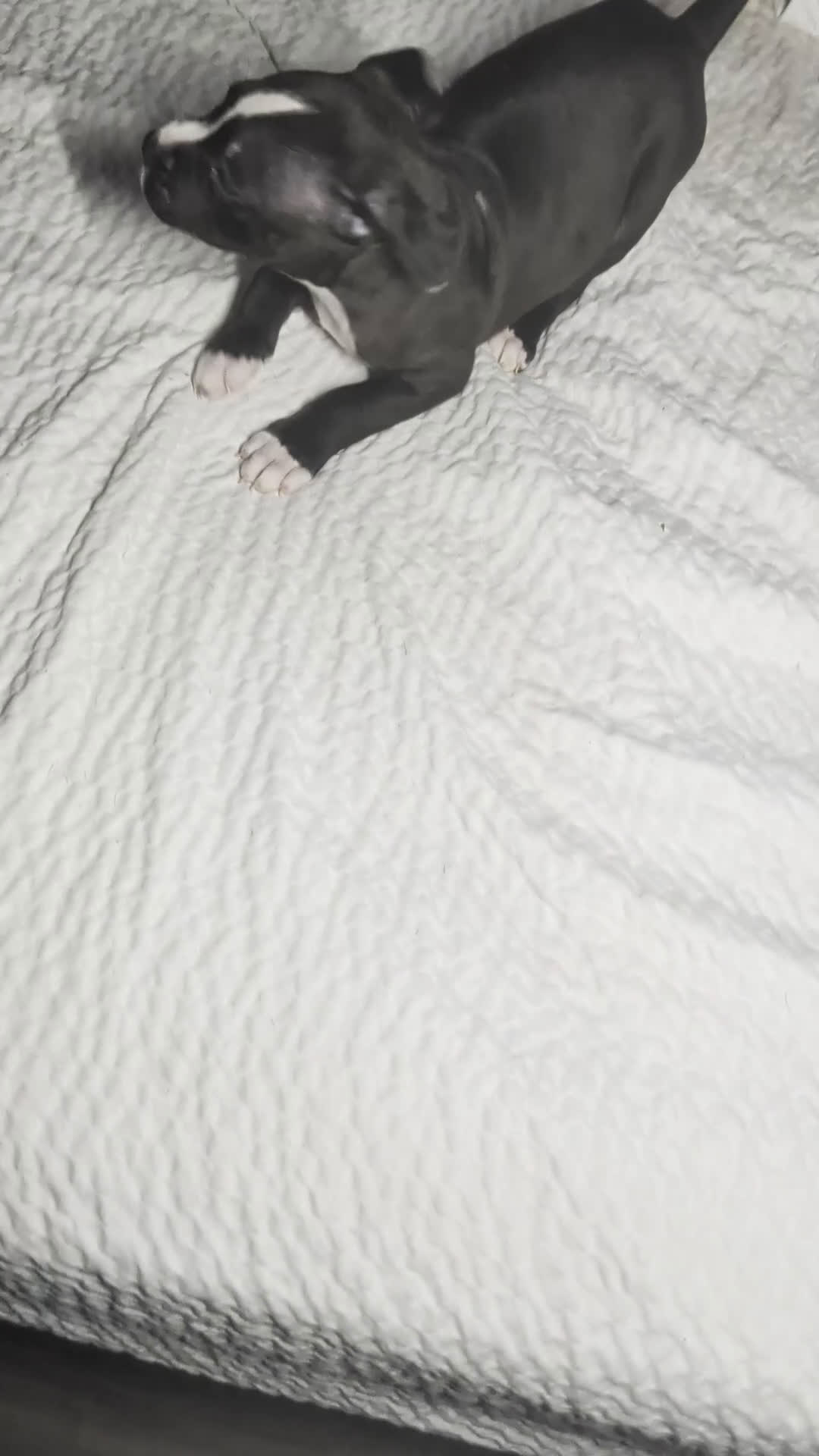 American Pit Bull Terrier dogs for sale: Taz - Video 1