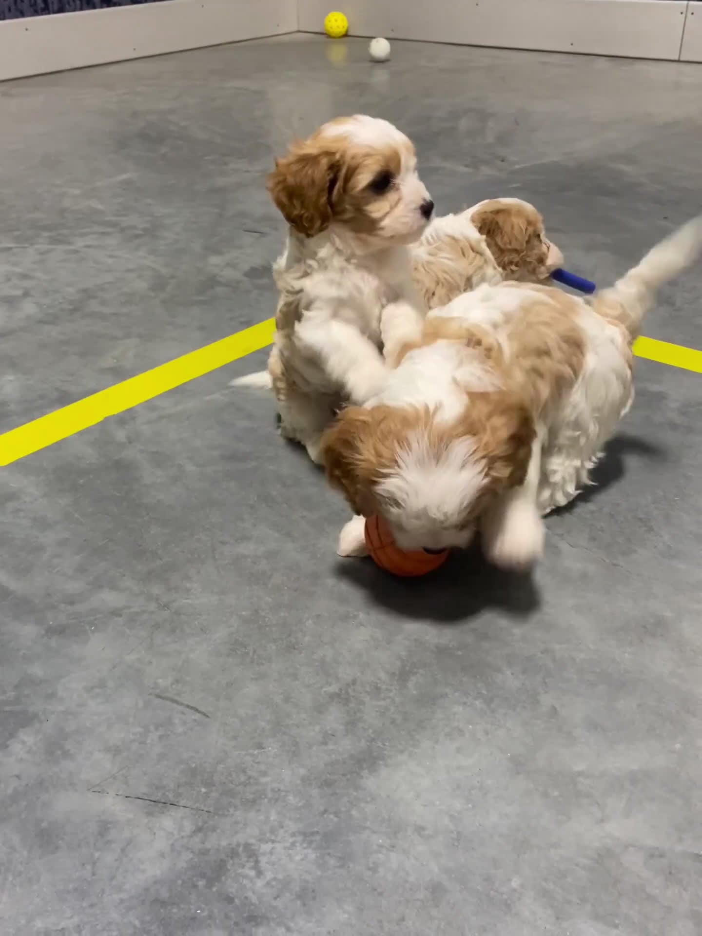 Cavapoo dogs for sale: Carl - Video 3