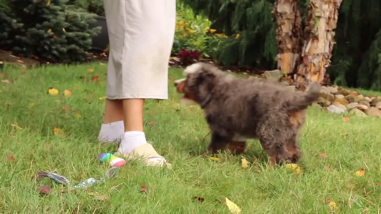Mini Bernedoodle dogs for sale: Whyatt - Video 1