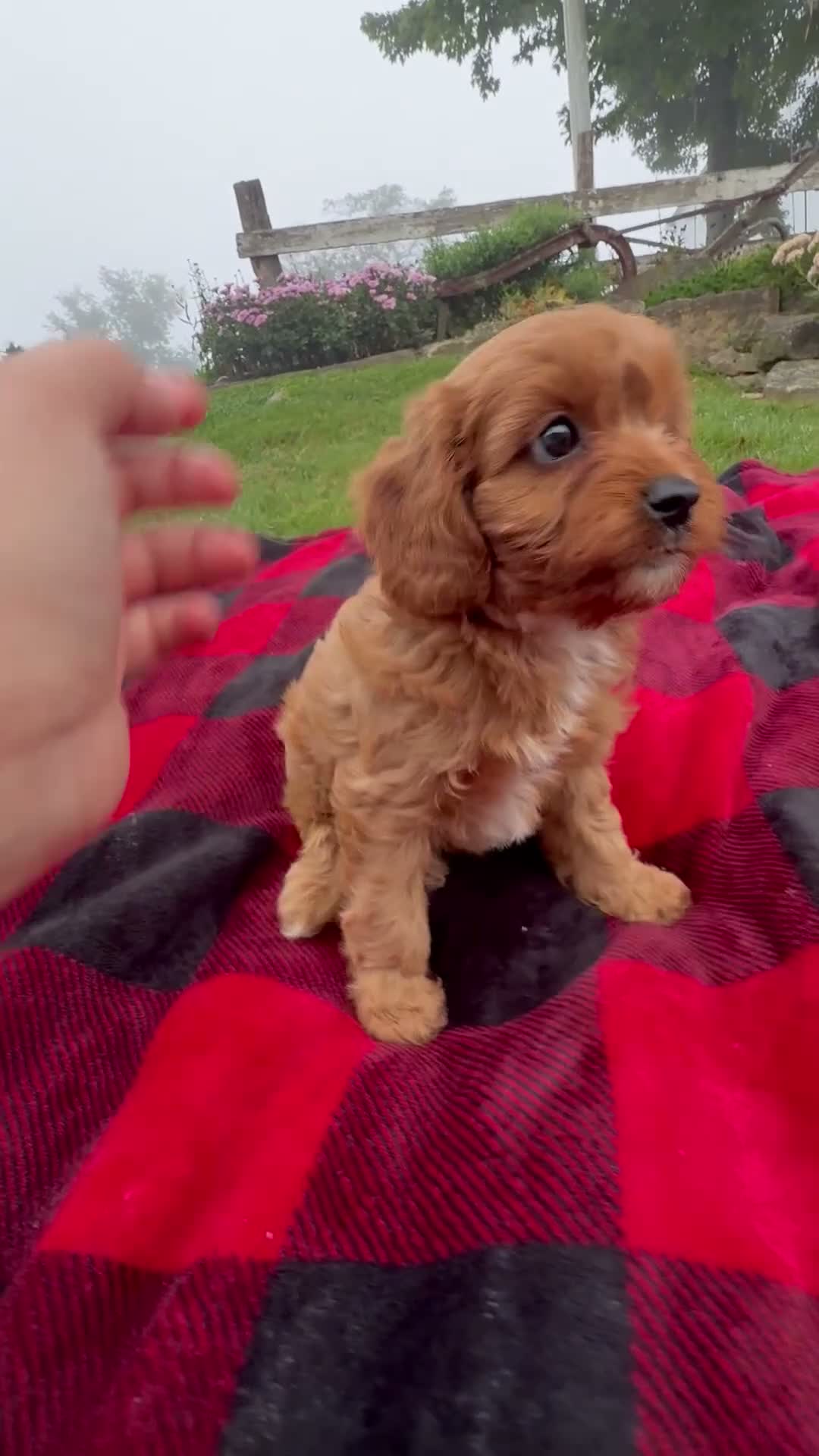 Cavapoo dogs for sale: Tilly - Video 1