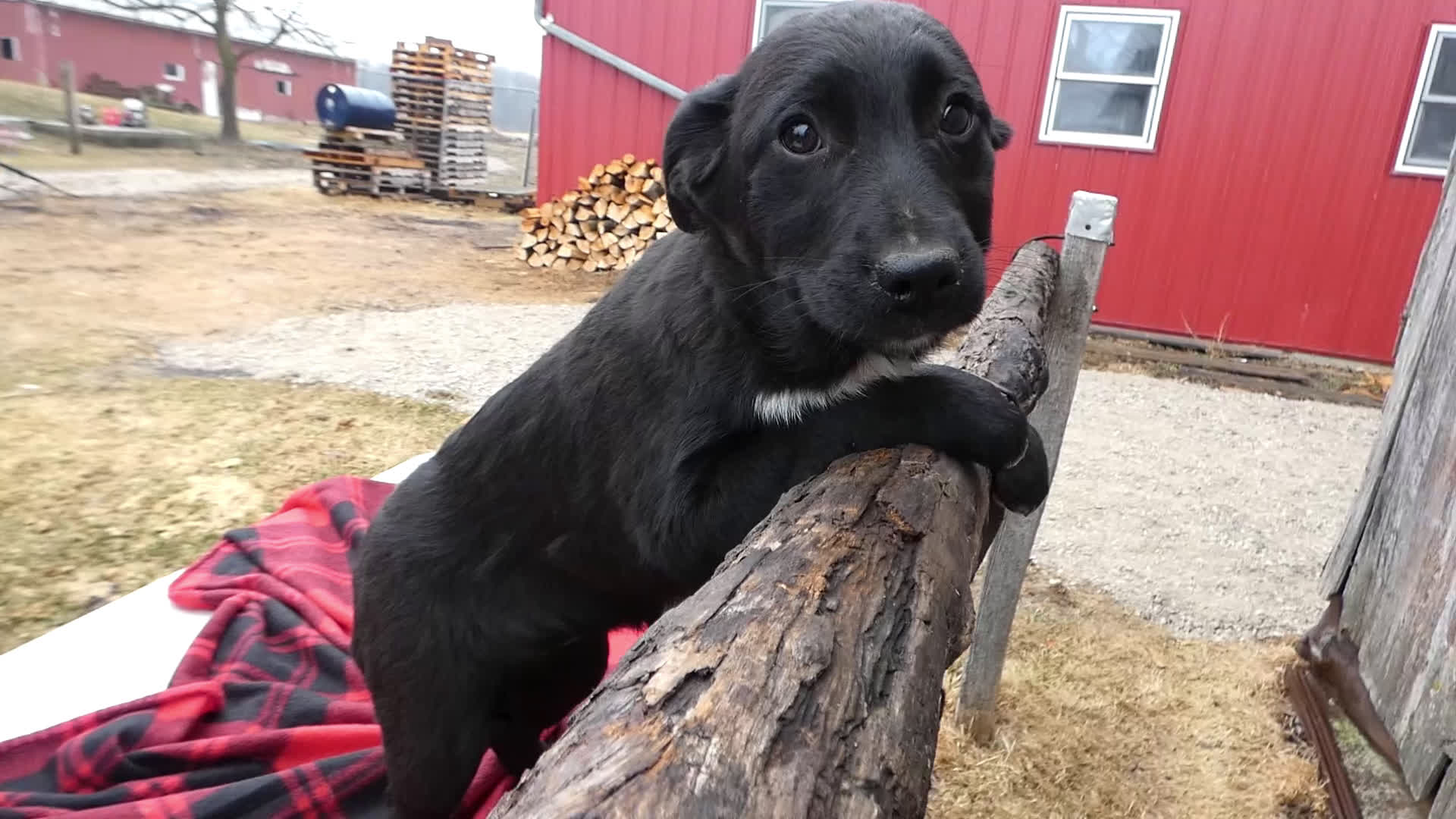 Mixed Breed dogs for sale: Mixed Breed Puppy 5 Sassy - Video 1