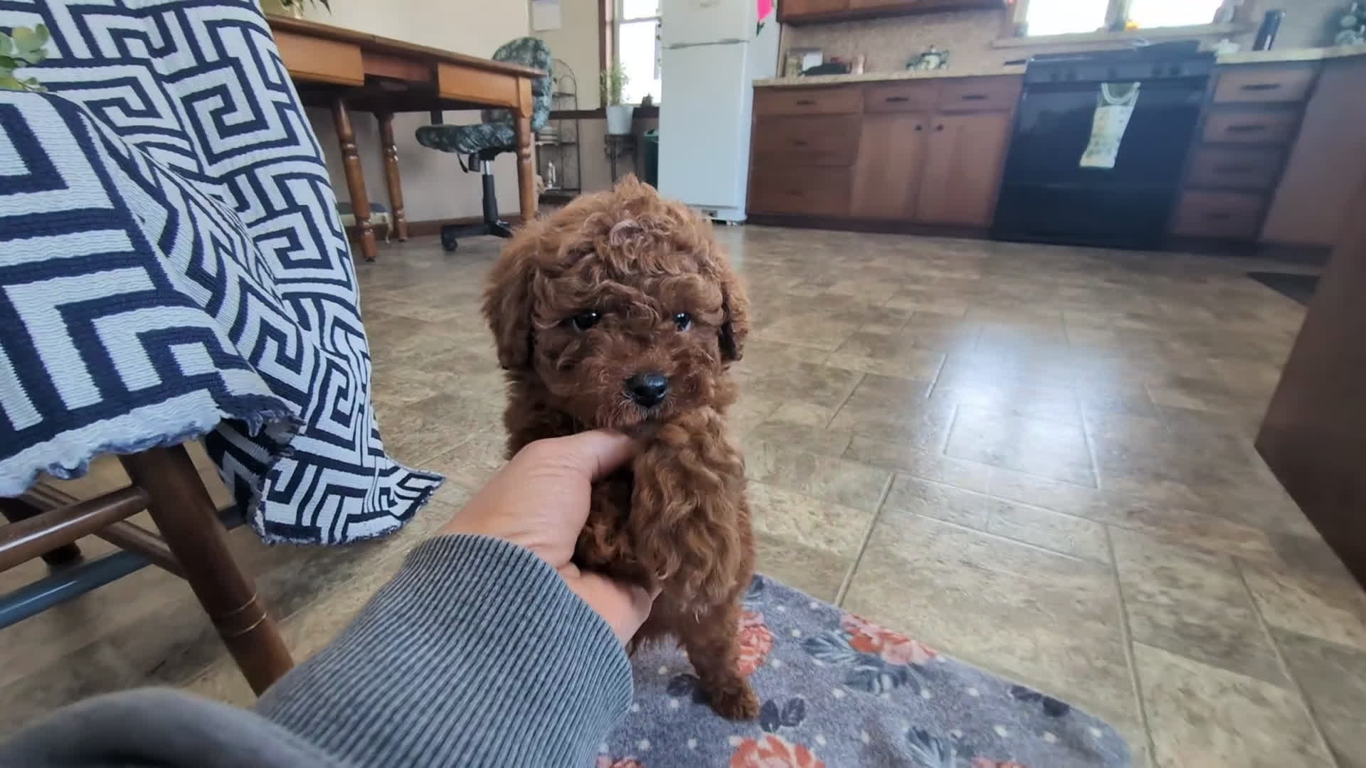 Miniature Poodle dogs for sale: Dolan 11 lbs full grown - Video 1