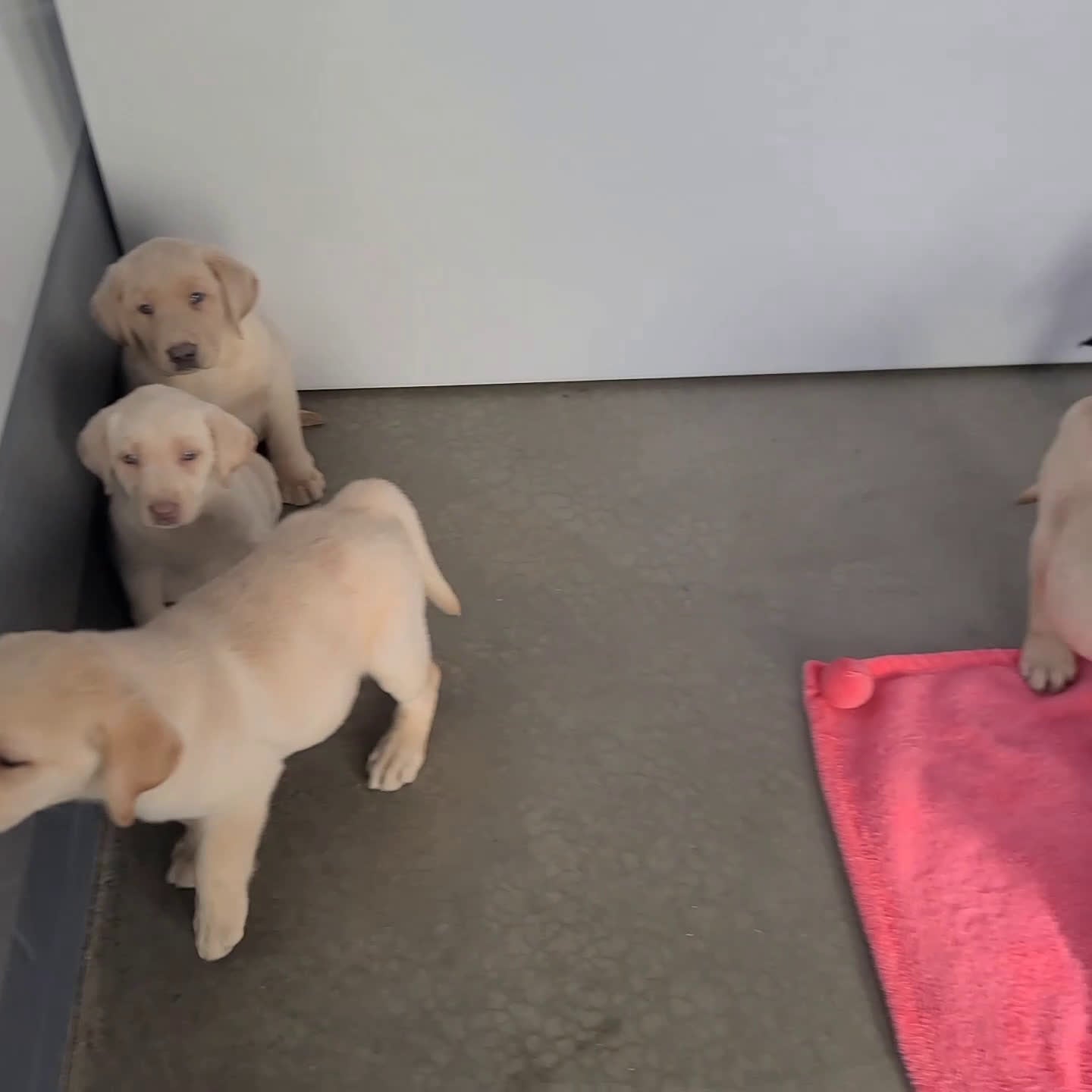 Labrador Retriever dogs for sale: Rocco - Video 1