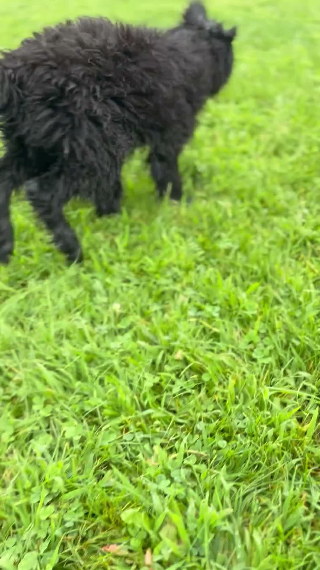 Giant Schnauzer dogs for sale: Grizzly - Video 1