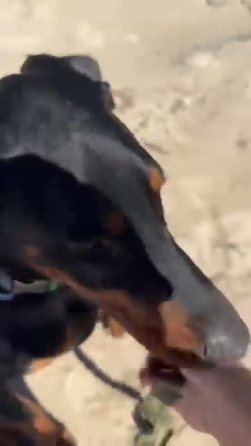 Doberman Pinscher dogs for sale: Doberman Pinscher 1 - Video 3