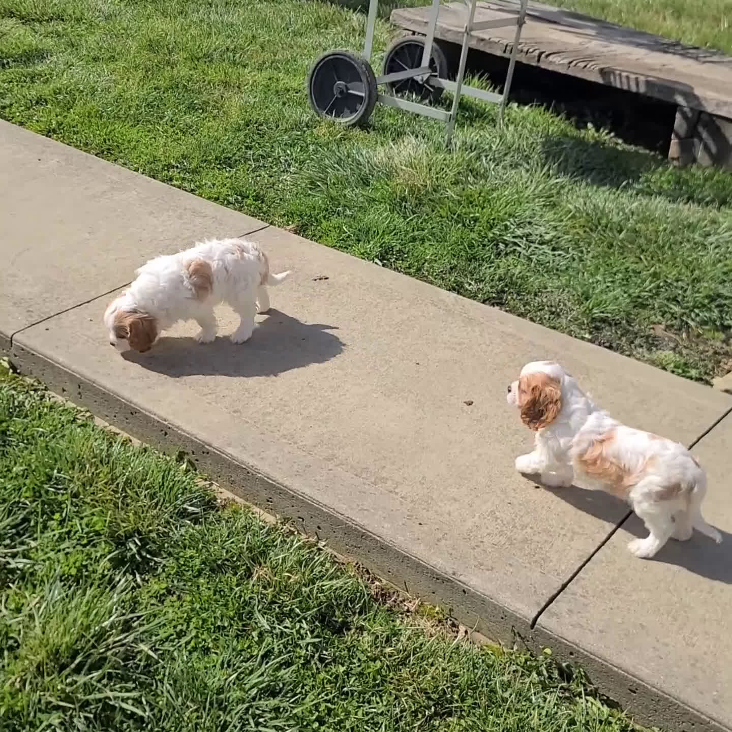 Cavalier King Charles Spaniel dogs for sale: Joey - Video 2