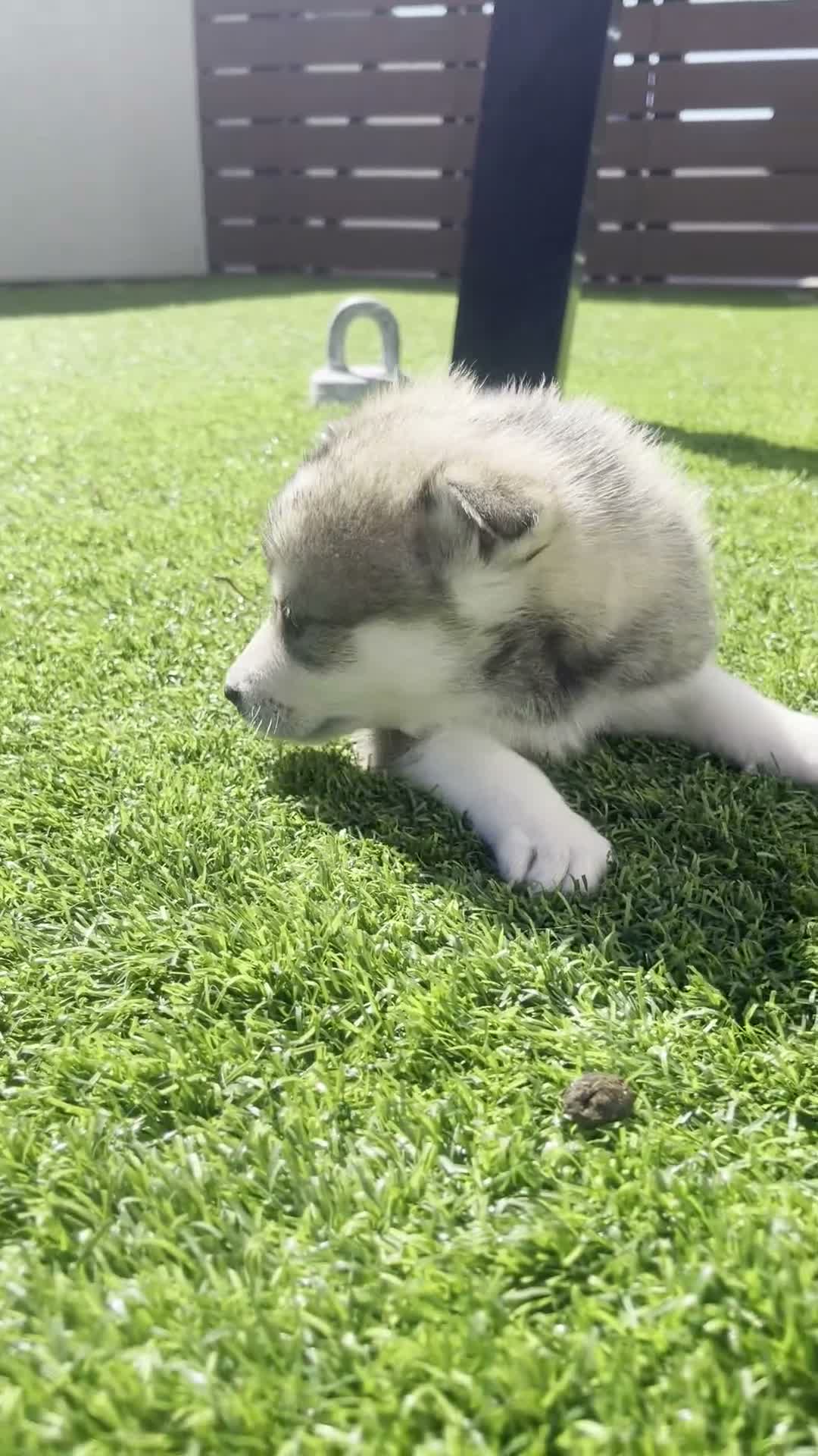 Alaskan Klee Kai dogs for sale: Vermax - Video 1