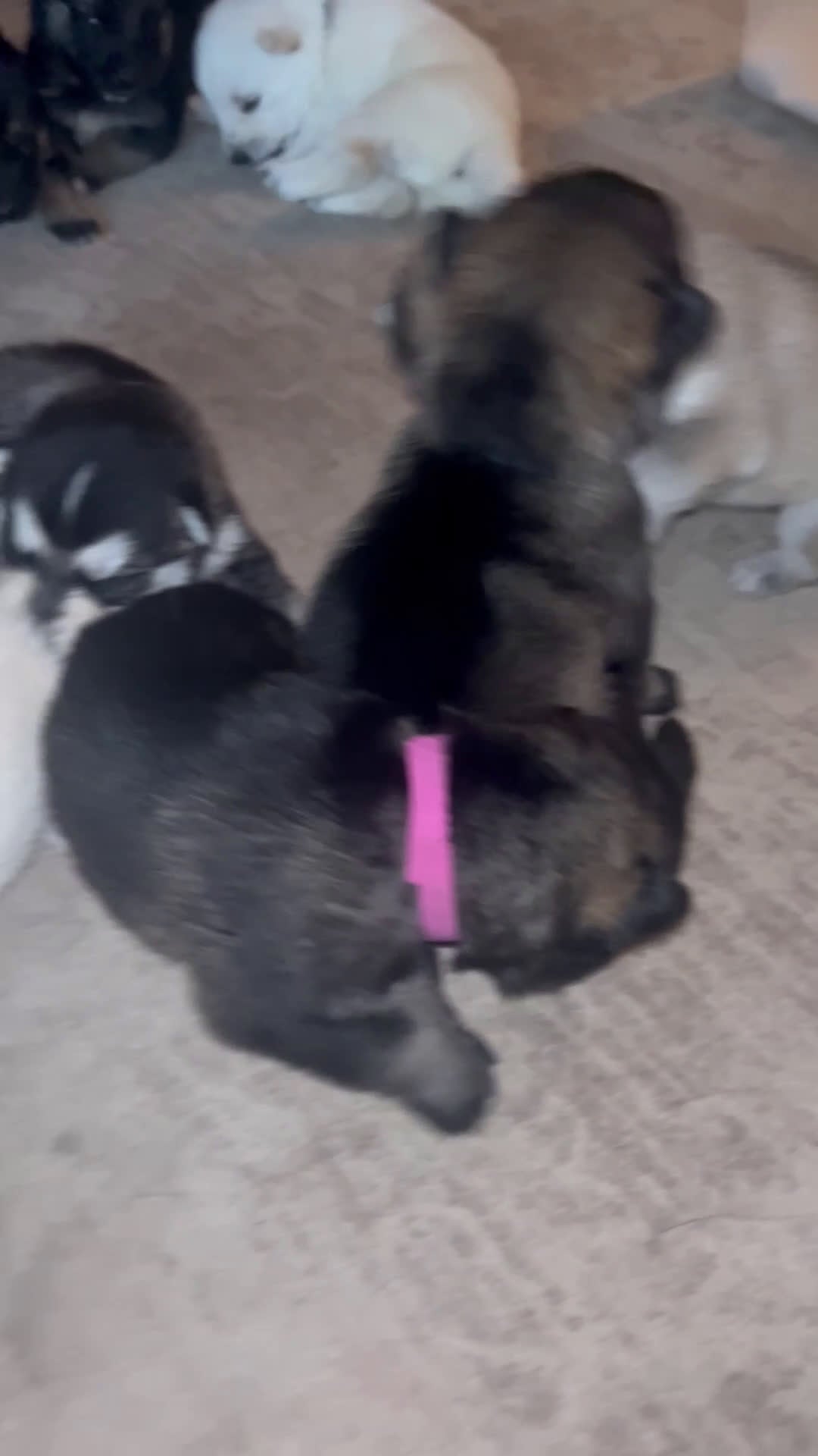 Gerberian Shepsky dogs for sale: (Magenta collar) Gerberian Shepsky Puppy 7 - Video 4