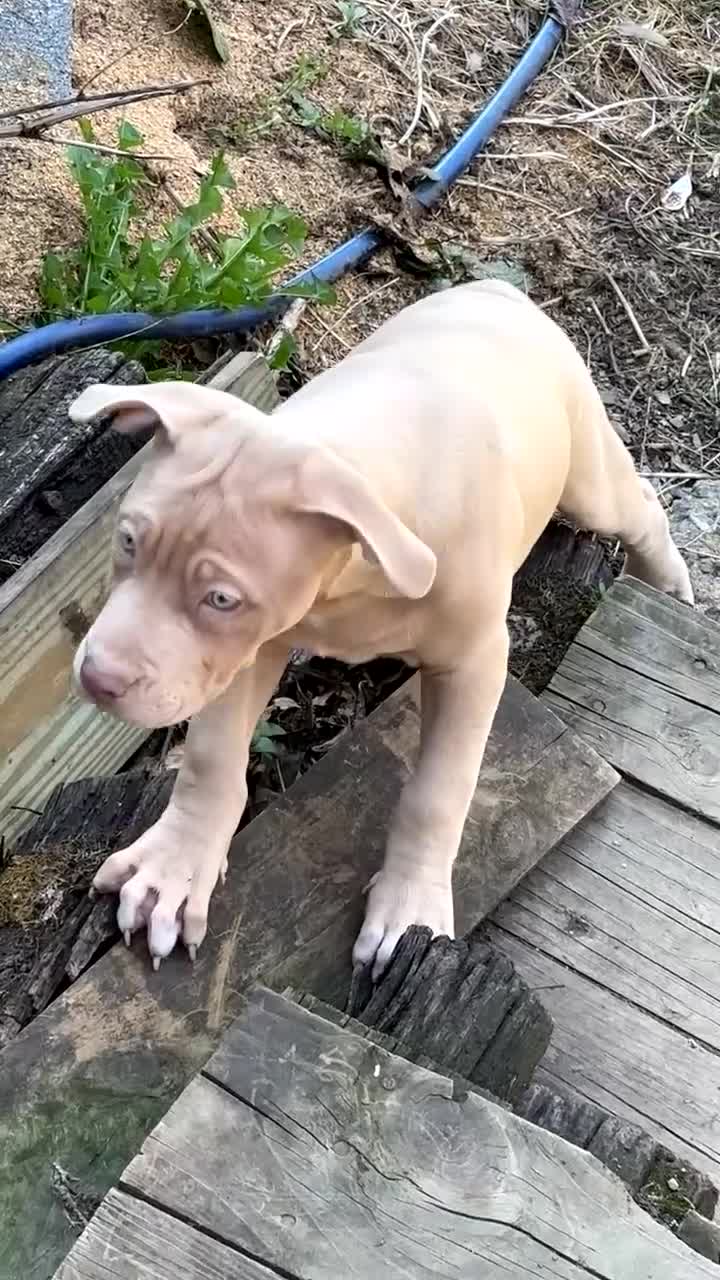 American Bully dogs for sale: American Bully Puppy 7 - Video 1