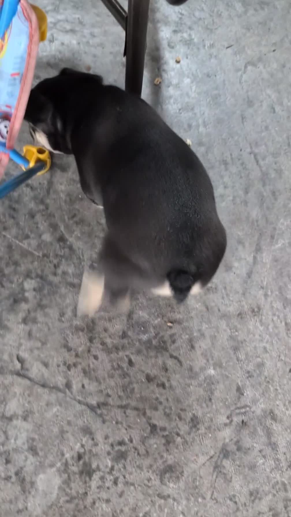 French Bulldog dogs for sale: Finn - Video 1