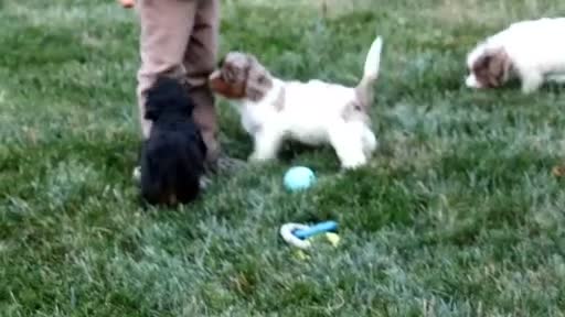 Cavapoo dogs for sale: Sadie - Video 5