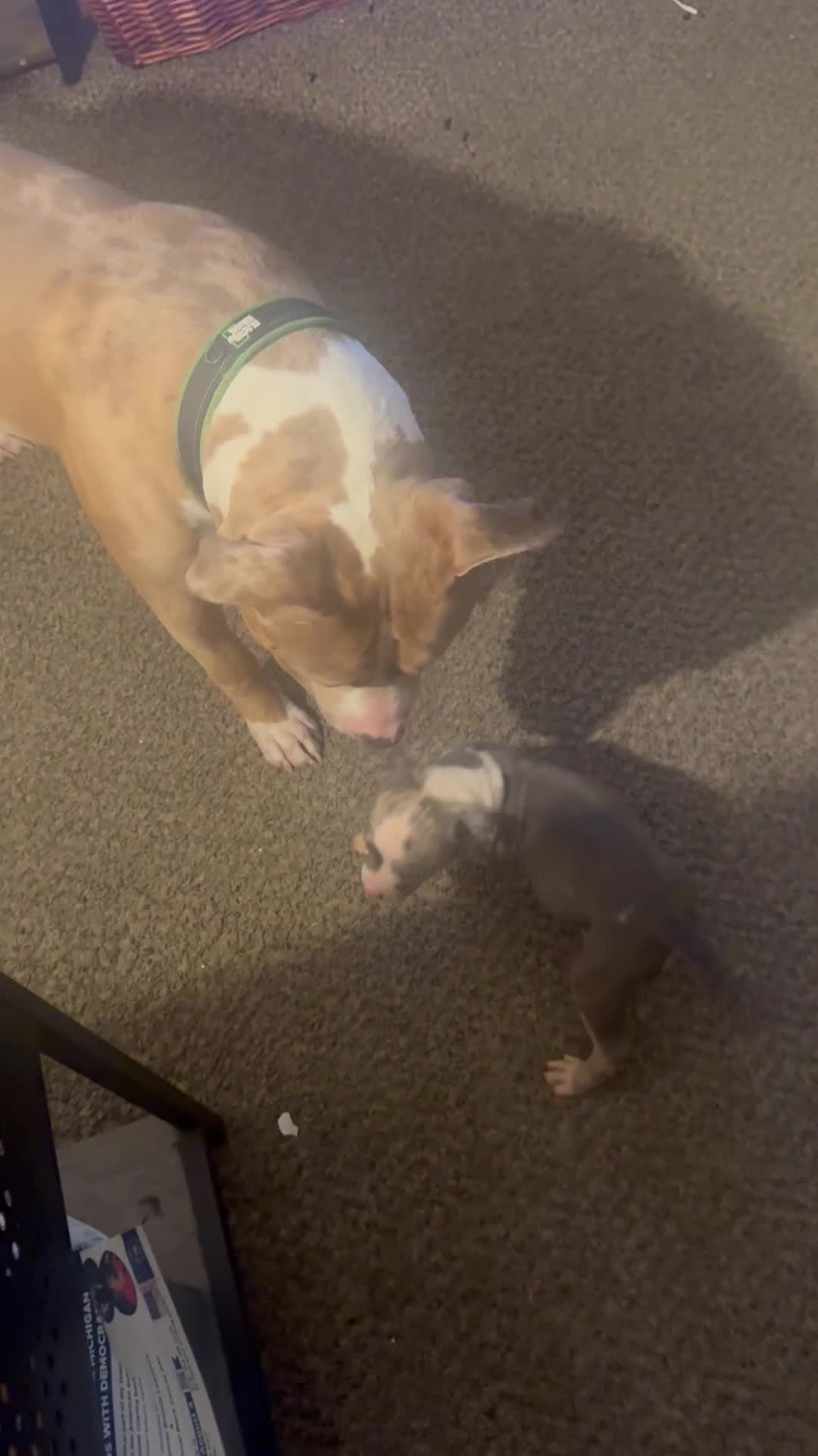 Mixed Breed dogs for sale: Mixed Breed 5 - Video 1
