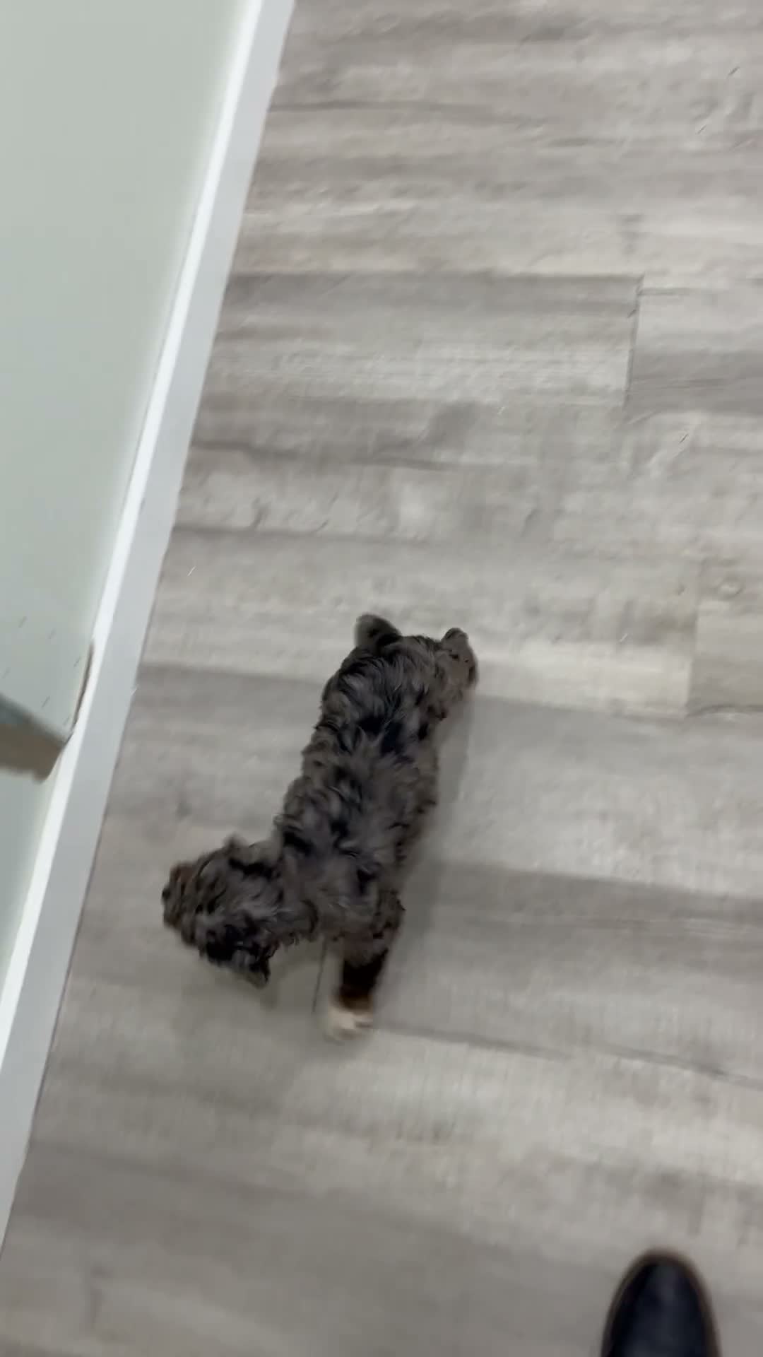 Cockapoo dogs for sale: Blossom - Video 1