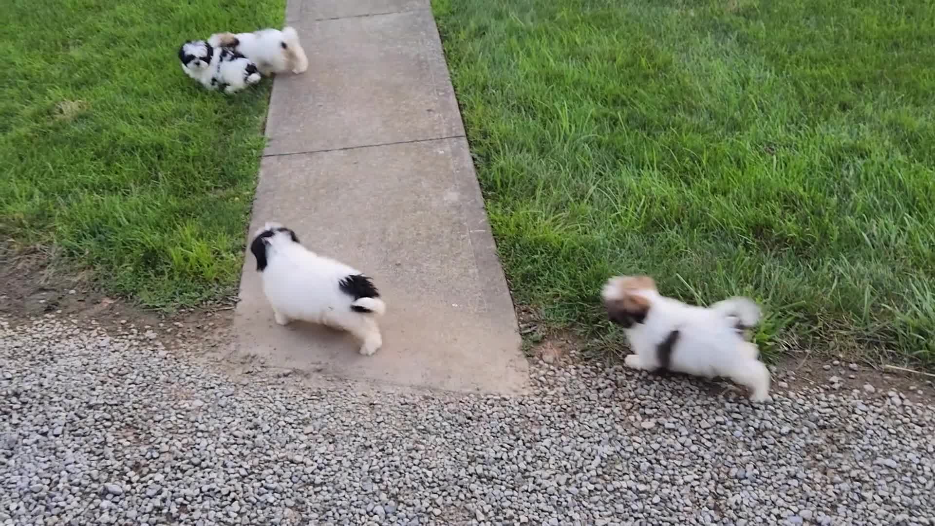 Shih Tzu dogs for sale: Theo - Video 2