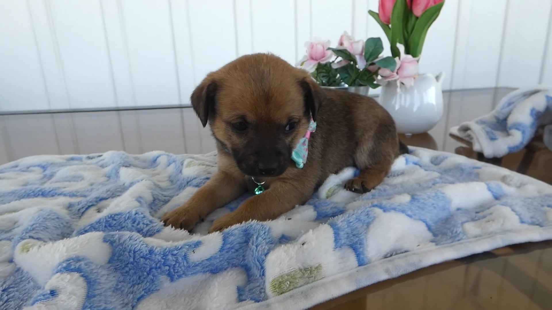 Chihuahua dogs for sale: Chihuahua Puppy 4 Tara - Video 1