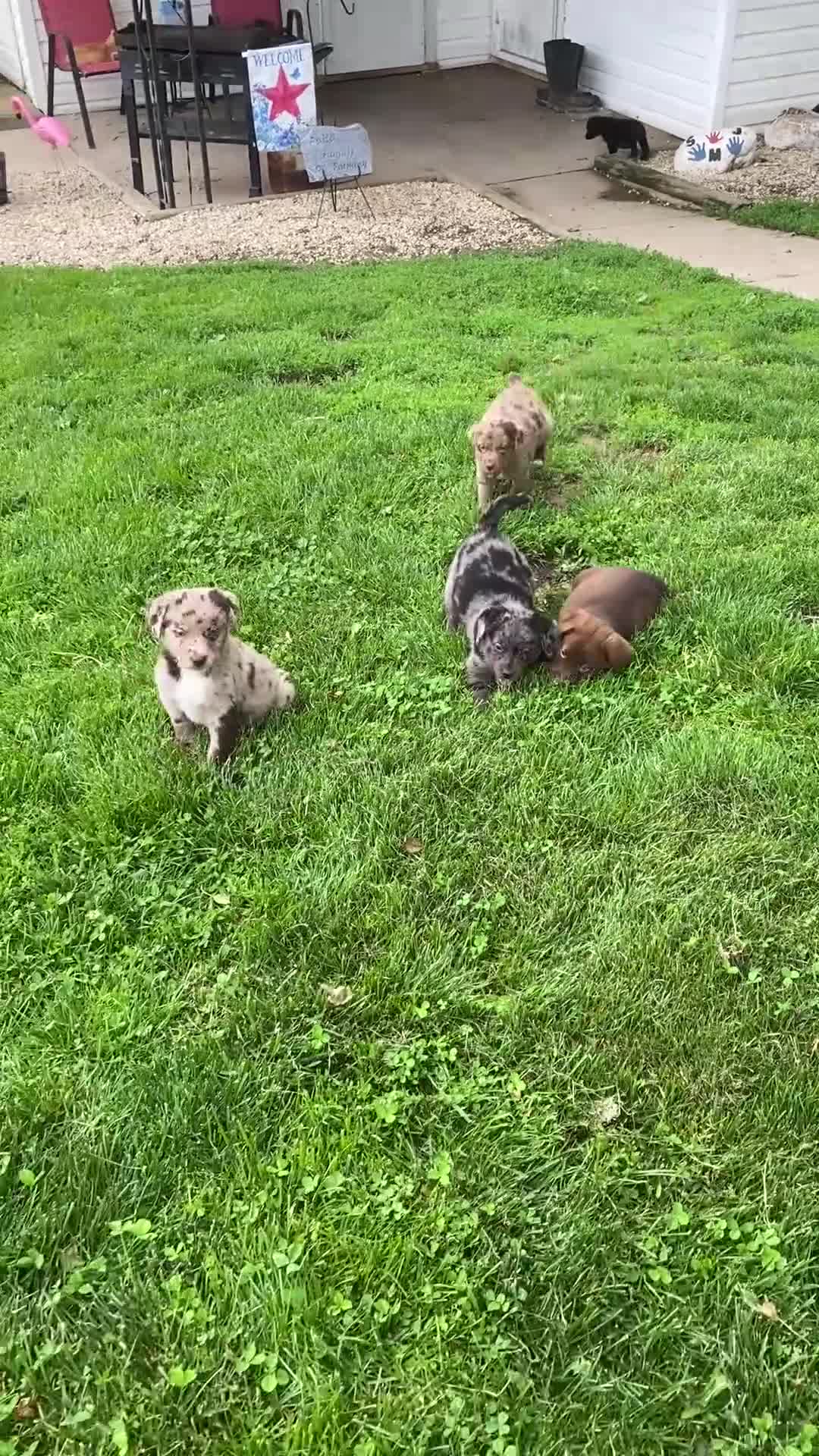 Mixed Breed dogs for sale: Ruby - Video 6