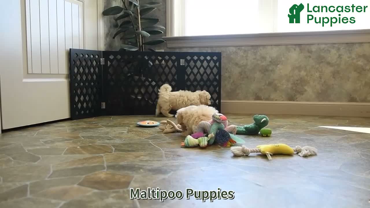 Maltipoo dogs for sale: Lane - Video 1