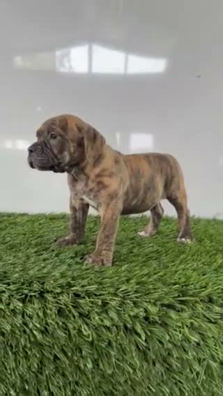 Olde English Bulldogge dogs for sale: Lucy - Video 7