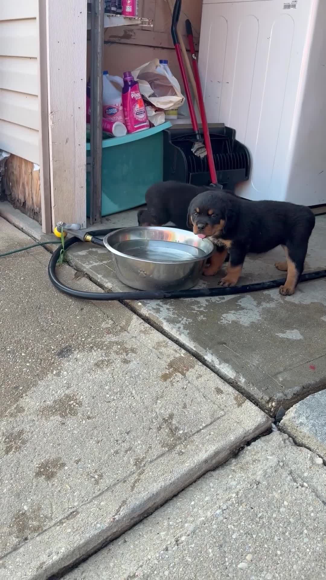 Rottweiler dogs for sale: Roxy - Video 1