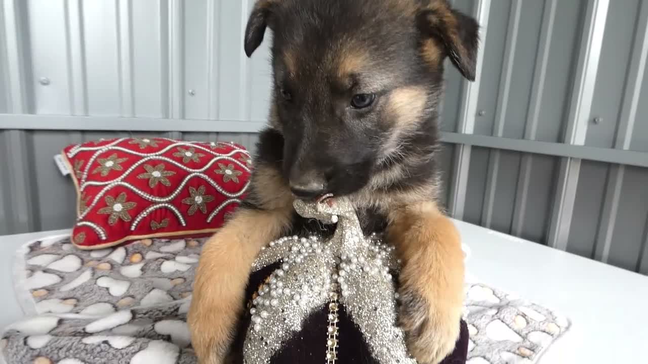German Shepherd dogs for sale: German Shepherd 4 Sabrina - Video 1