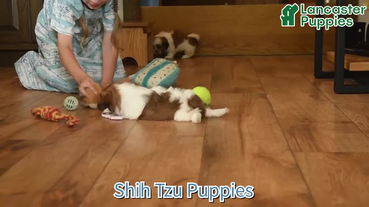 Shih Tzu dogs for sale: Hazel  - Video 1