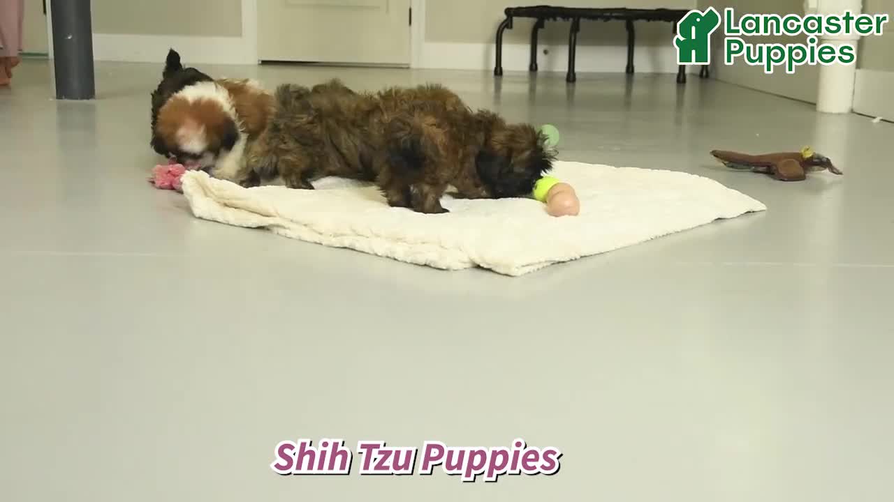 Shih Tzu dogs for sale: Denver  - Video 1