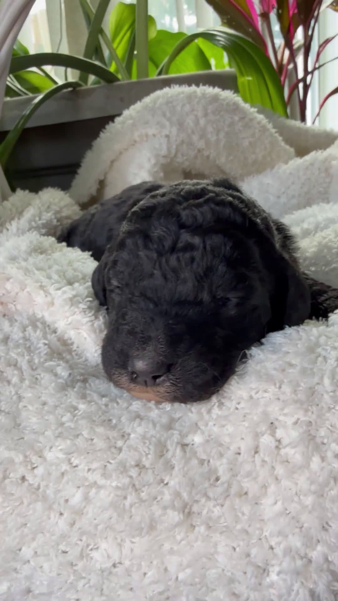 Mixed Breed dogs for sale: Charcoal - Video 1