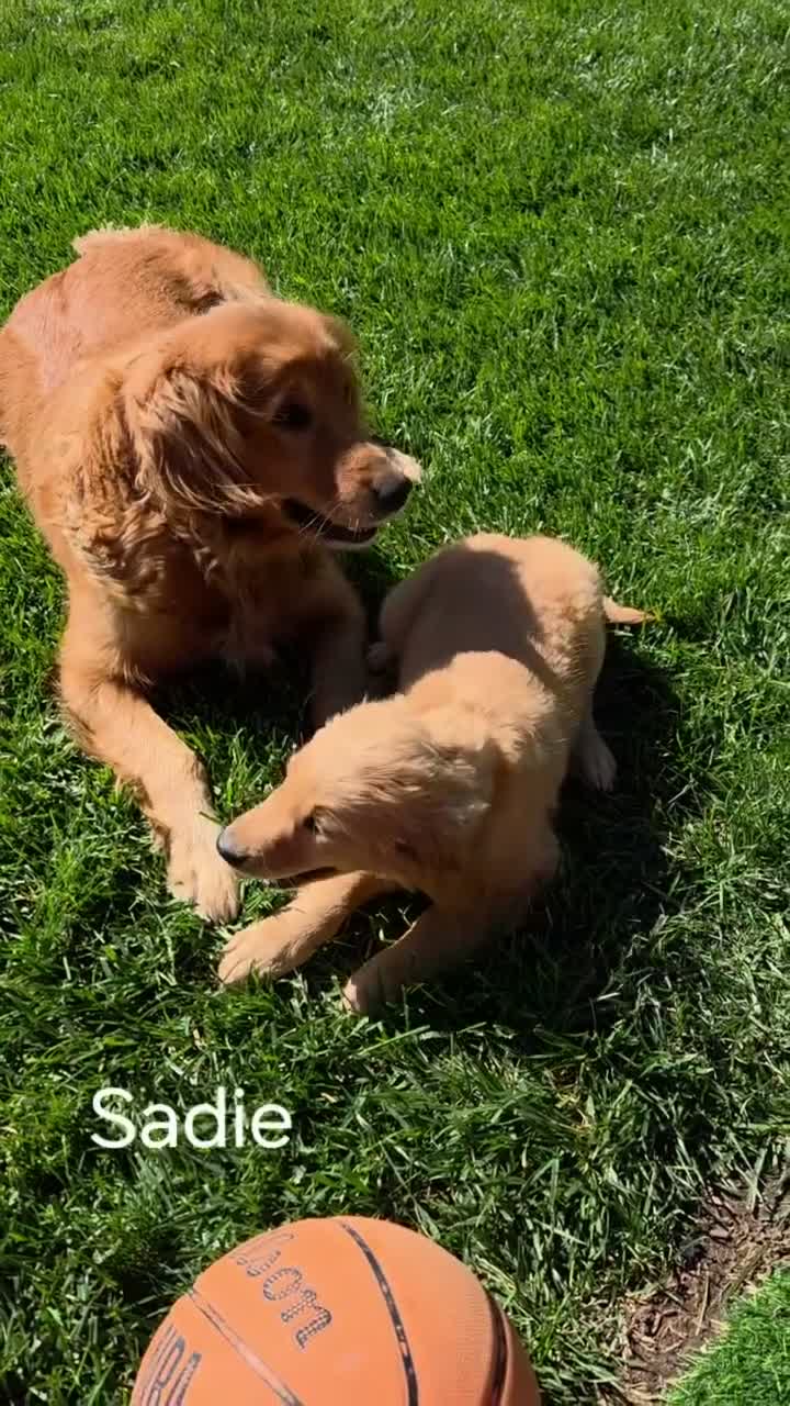Golden Retriever dogs for sale:  Sadie  - Video 1