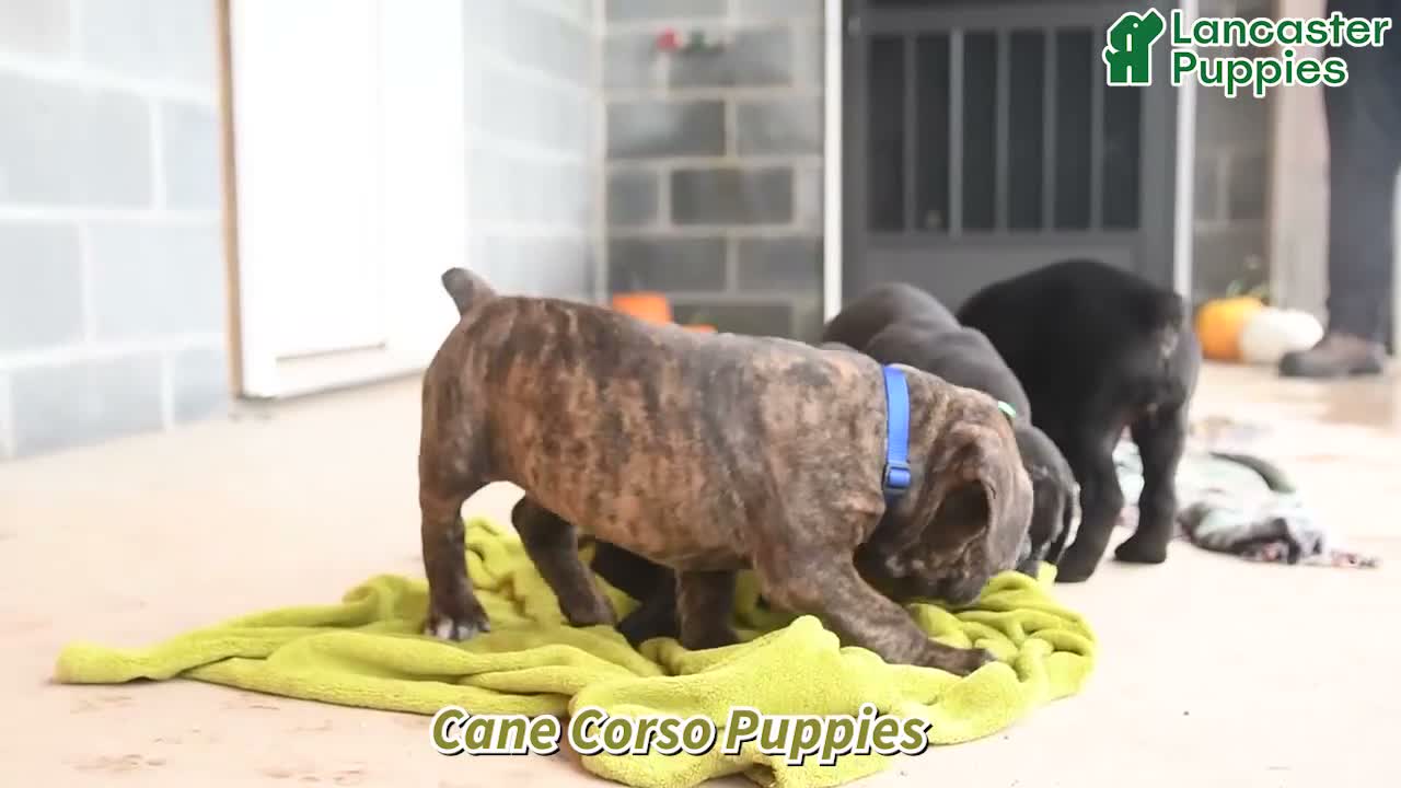 Cane Corso dogs for sale: Bear - Video 1