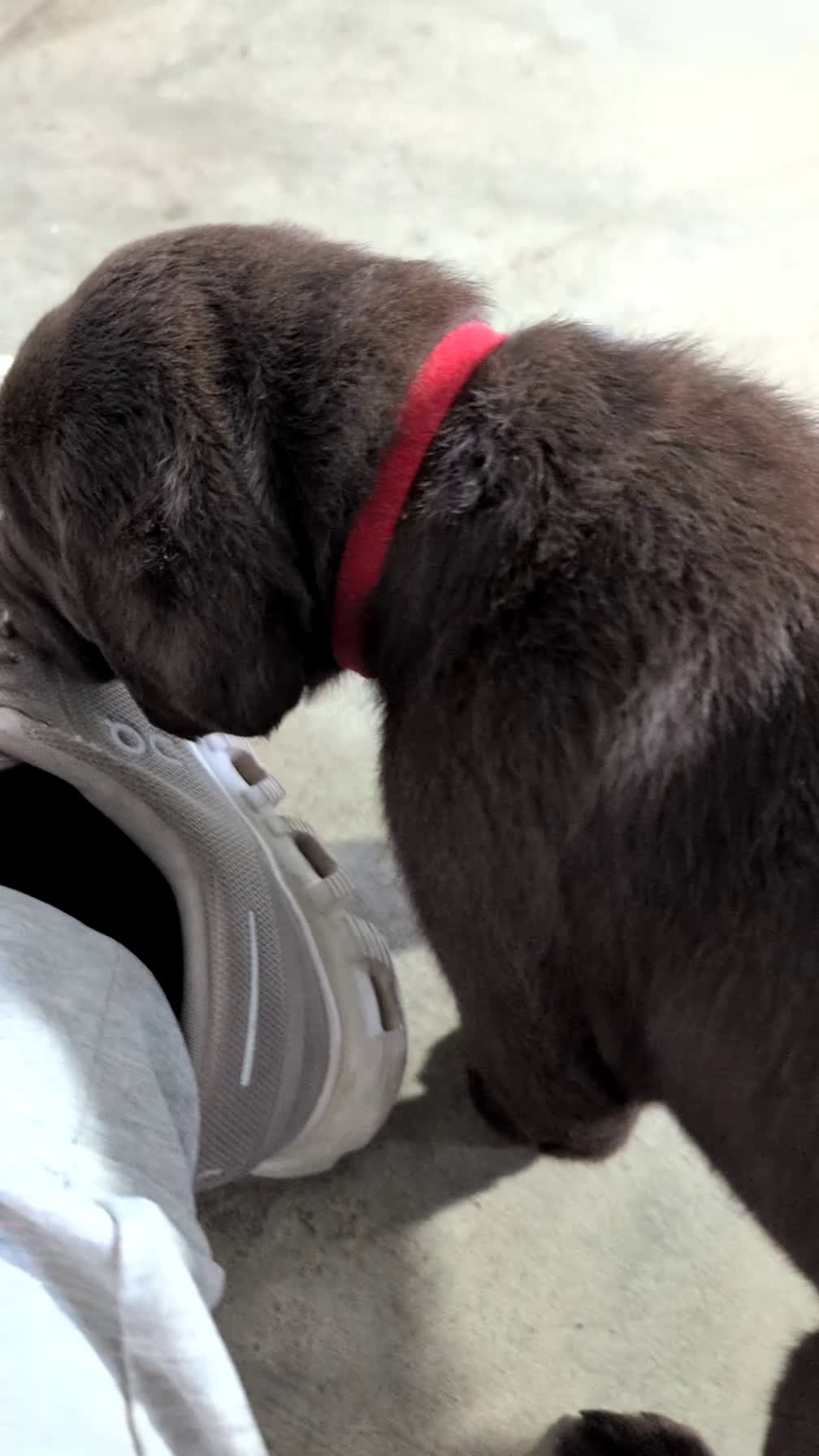 Labrador Retriever dogs for sale: Stella  - Video 1