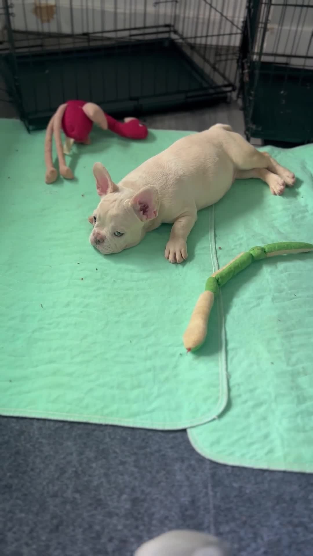 French Bulldog dogs for sale: French Bulldog 1 - Video 1