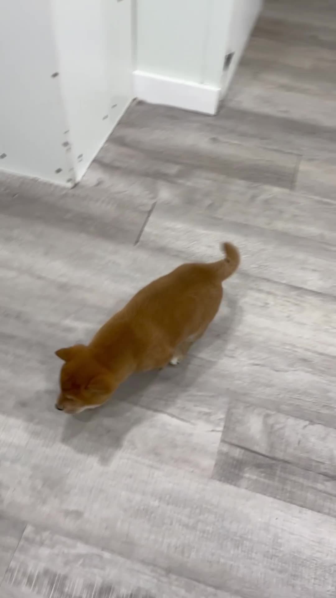 Shiba Inu dogs for sale: Charmer - Video 1