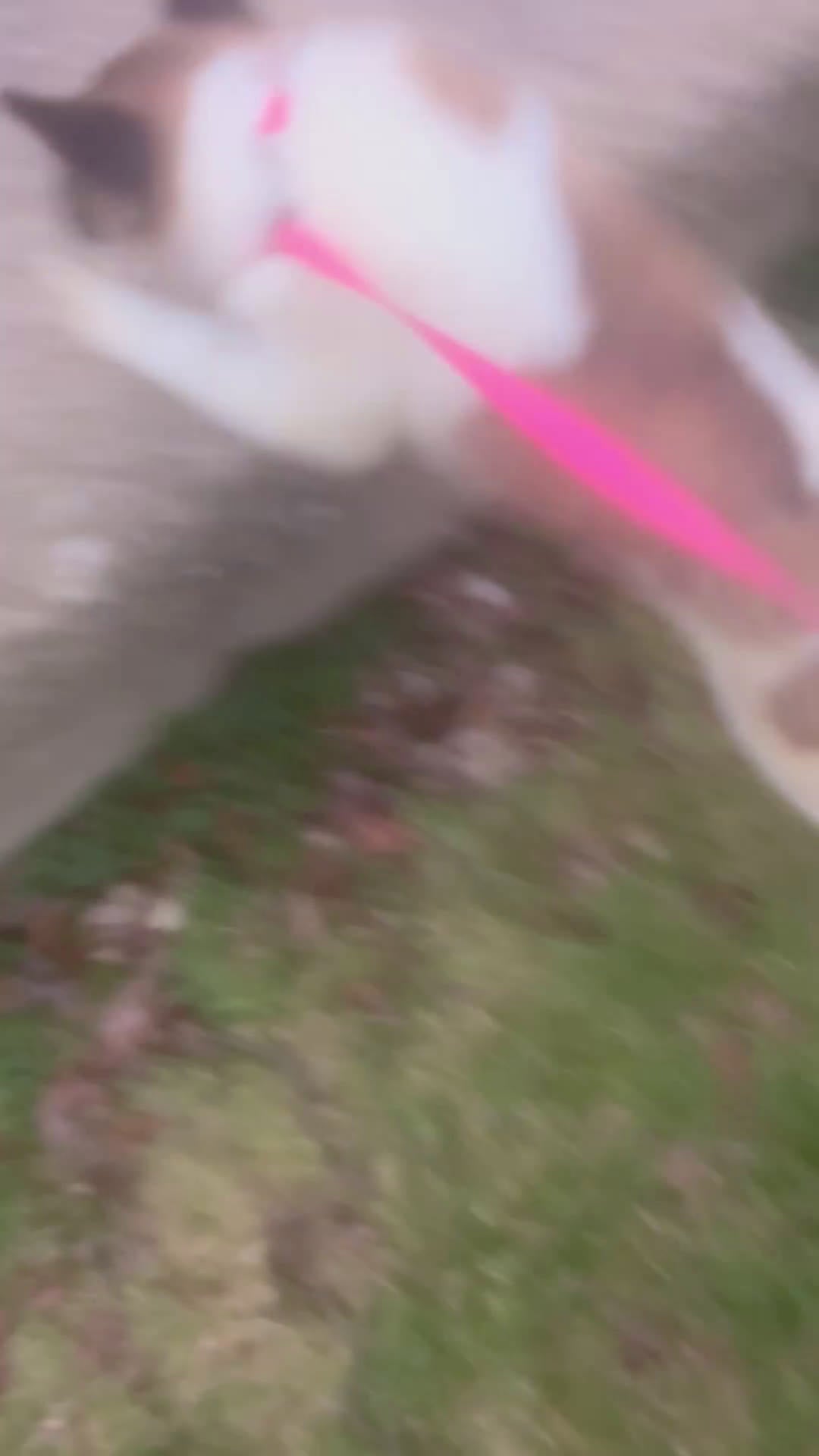 Akita dogs for sale: Blueberry - Video 1