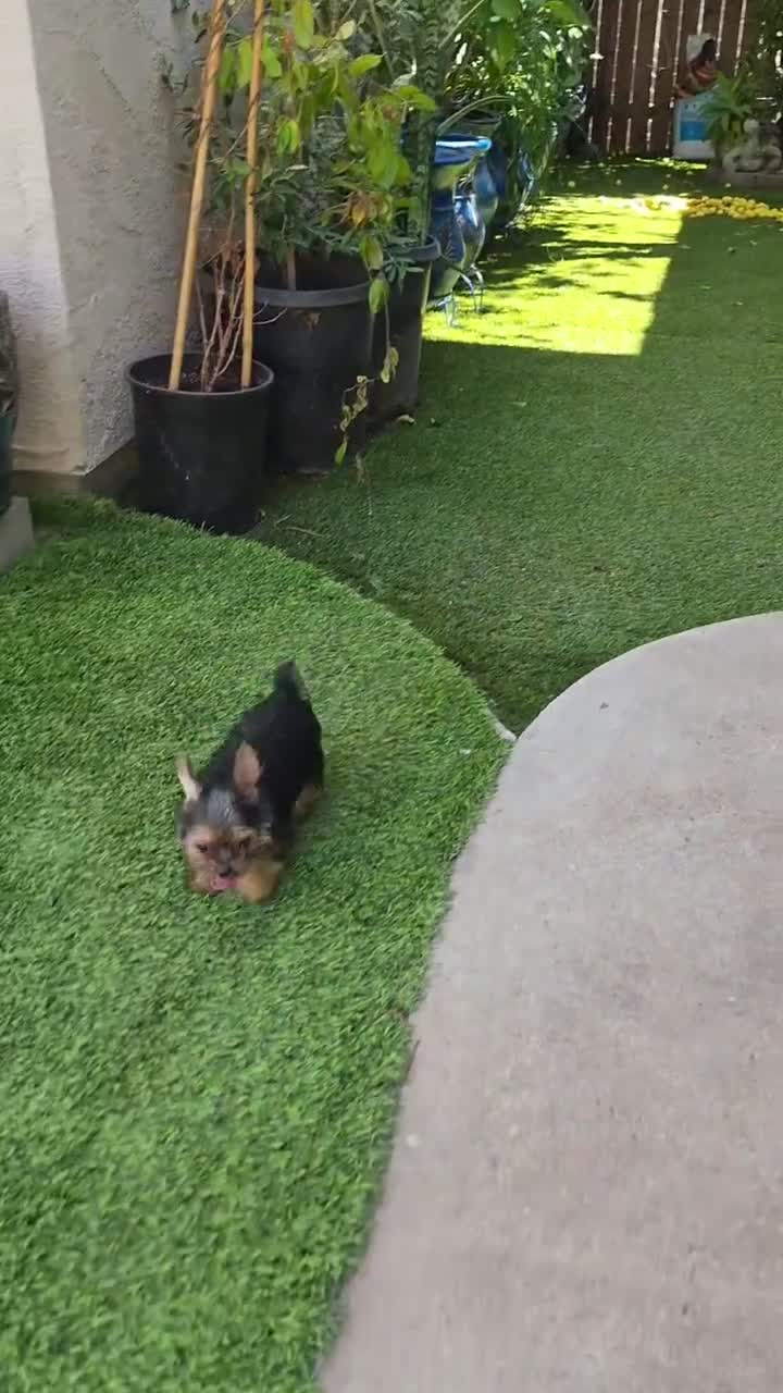 Yorkshire Terrier dogs for sale: Hercules  - Video 1