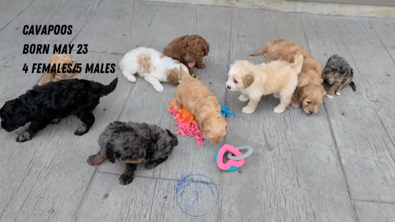 Cavapoo dogs for sale: Mason - Video 3