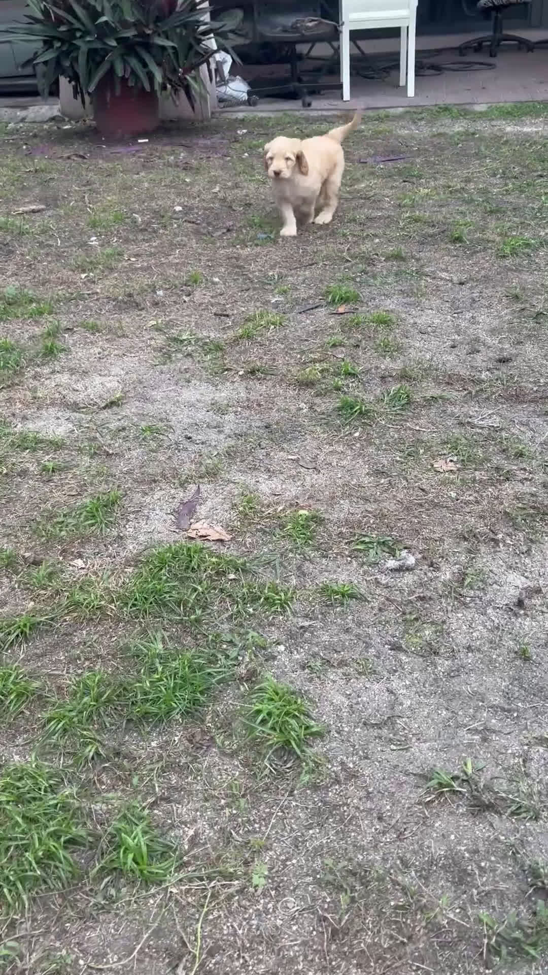 Goldendoodle dogs for sale: Seena - Video 3