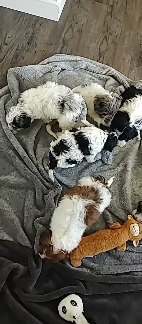 Cavapoo dogs for sale: Winnie - Video 3