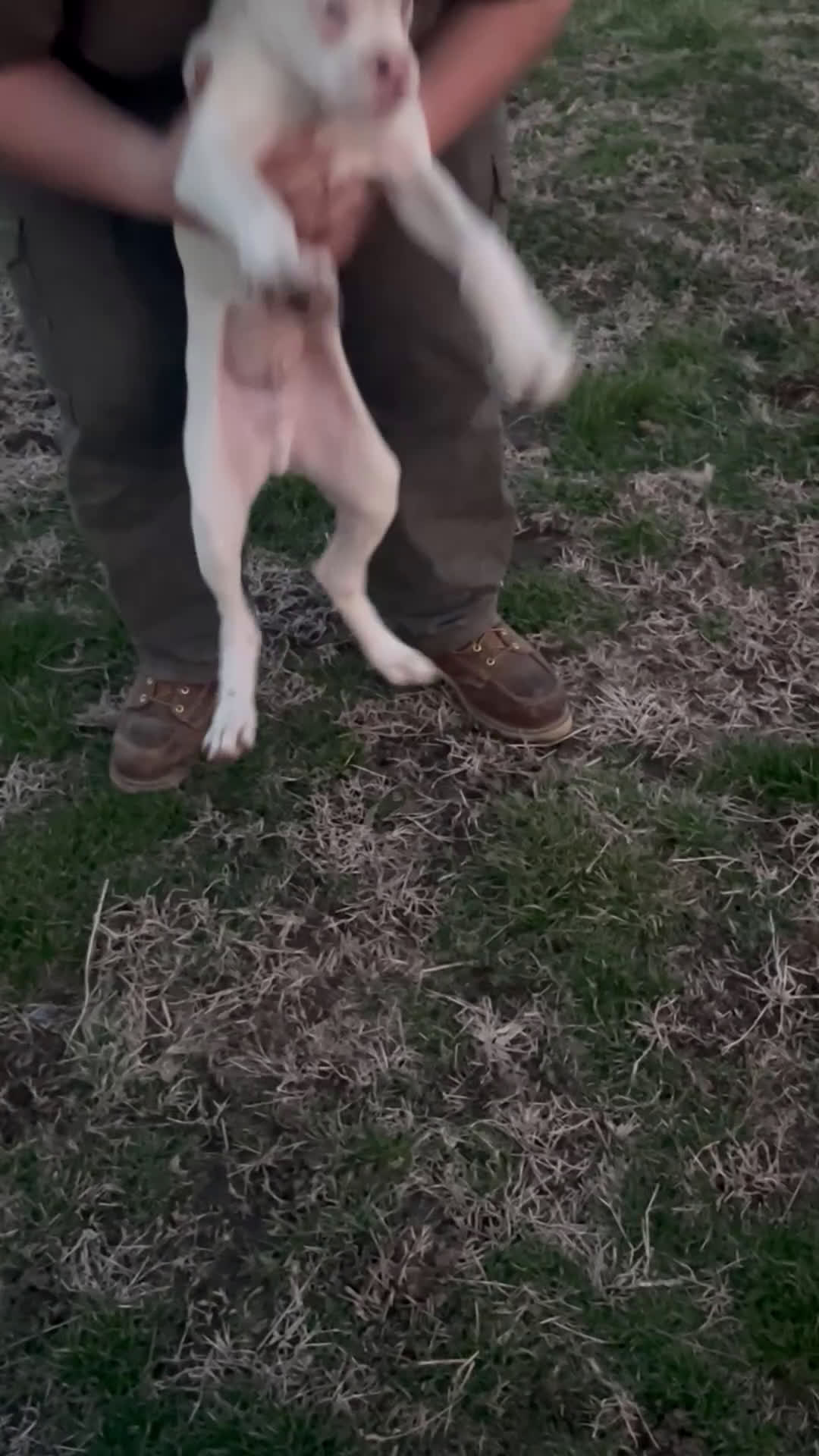 Boxer dogs for sale: Spot - Video 1